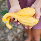 Hands holding two freshly harvested, bright yellow Early Golden Crookneck summer squash with curved necks.