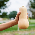 Hand holding a smooth, tan Waltham Butternut squash against a blurred garden background.