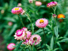 Strawflower Tall Mix blooms with papery pink and white petals and yellow centers growing in a green garden.