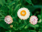 Strawflower Tall Mix blooms with white and soft pink papery petals against a vibrant green foliage background.