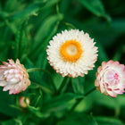 Strawflower Tall Mix blooms with white and soft pink papery petals against a vibrant green foliage background.
