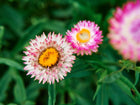 Strawflower Tall Mix blooms with papery white and pink petals and yellow centers against green foliage.