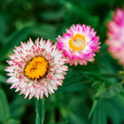 Strawflower Tall Mix blooms with papery white and pink petals and yellow centers against green foliage.