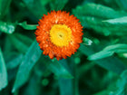 Vibrant orange Strawflower Tall Mix bloom with a yellow center surrounded by lush green foliage.