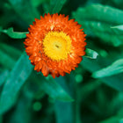 Vibrant orange Strawflower Tall Mix bloom with a yellow center surrounded by lush green foliage.