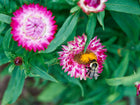 Bumblebee pollinating a vibrant pink and white Strawflower Tall Mix bloom surrounded by green foliage.