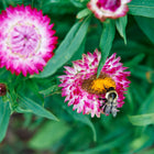 Bumblebee pollinating a vibrant pink and white Strawflower Tall Mix bloom surrounded by green foliage.
