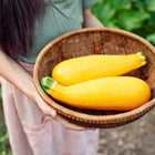 Person holding a woven basket filled with two freshly harvested Golden Zucchini summer squash.
