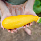 Hands holding a freshly harvested, bright yellow Golden Zucchini squash with a green stem.