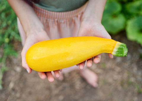 Heirloom Seeds_Golden Zucchini Summer Squash_Bucktown Seed Company-04
