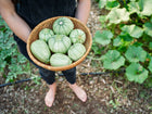Person holding a woven basket filled with pale green, round Ronde de Nice summer squash in a garden.