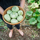 Person holding a woven basket filled with pale green, round Ronde de Nice summer squash in a garden.