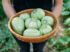 Person holding a woven basket filled with pale green, speckled Ronde de Nice summer squash in a garden.