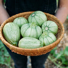 Person holding a woven basket filled with pale green, speckled Ronde de Nice summer squash in a garden.