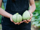 Hands holding two pale green, speckled Ronde de Nice summer squash in a garden setting.