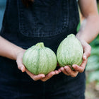 Hands holding two pale green, speckled Ronde de Nice summer squash in a garden setting.