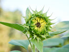 Black Mammoth sunflower bud beginning to open with green sepals and a dark center against a blurred garden background.