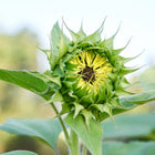 Black Mammoth sunflower bud beginning to open with green sepals and a dark center against a blurred garden background.