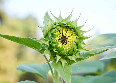Heirloom Seeds_Black Mammoth Sunflower Seed_Bucktown Seed Company-02