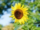 Black Mammoth sunflower in full bloom with bright yellow petals and a large, dark brown seed head against a blurred garden.