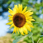 Black Mammoth sunflower in full bloom with bright yellow petals and a large, dark brown seed head against a blurred garden.