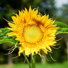Large, vibrant yellow Mammoth Grey Striped sunflower bloom with a textured center against a blurred green garden background.