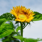 Large yellow Mammoth Grey Striped sunflower bloom with green leaves against a bright sky.