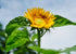 Heirloom Seeds_Mammoth Grey Striped Sunflower Seeds_Bucktown Seed Company-01