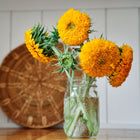 Teddy Bear sunflowers with fluffy golden double blooms in a glass mason jar on a wooden table.
