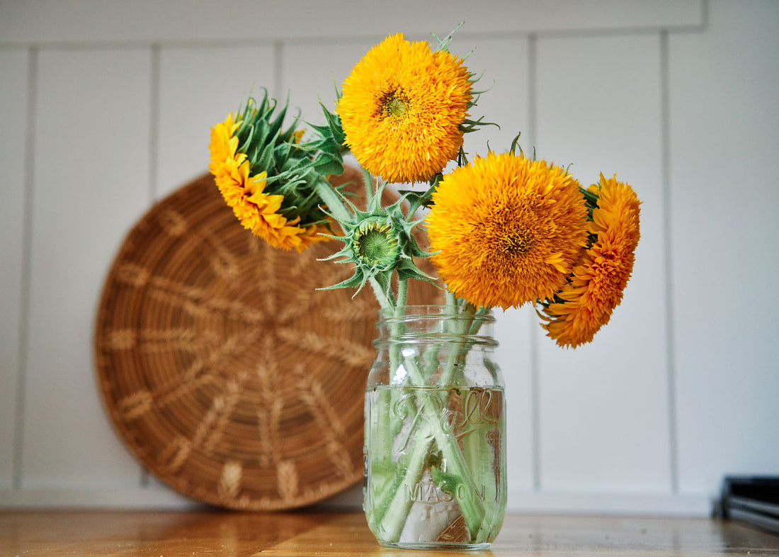 Flower Seeds_Sunflower_Teddy Bear_Bucktown Seed Company-01