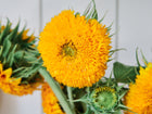 Close-up of fluffy, golden-yellow Teddy Bear sunflower blooms with green stems and foliage.