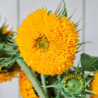 Close-up of fluffy, golden-yellow Teddy Bear sunflower blooms with green stems and foliage.