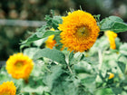 Fluffy, double golden Teddy Bear sunflower bloom with green leaves in a garden setting.