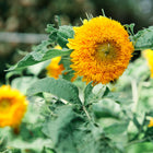 Fluffy, double golden Teddy Bear sunflower bloom with green leaves in a garden setting.