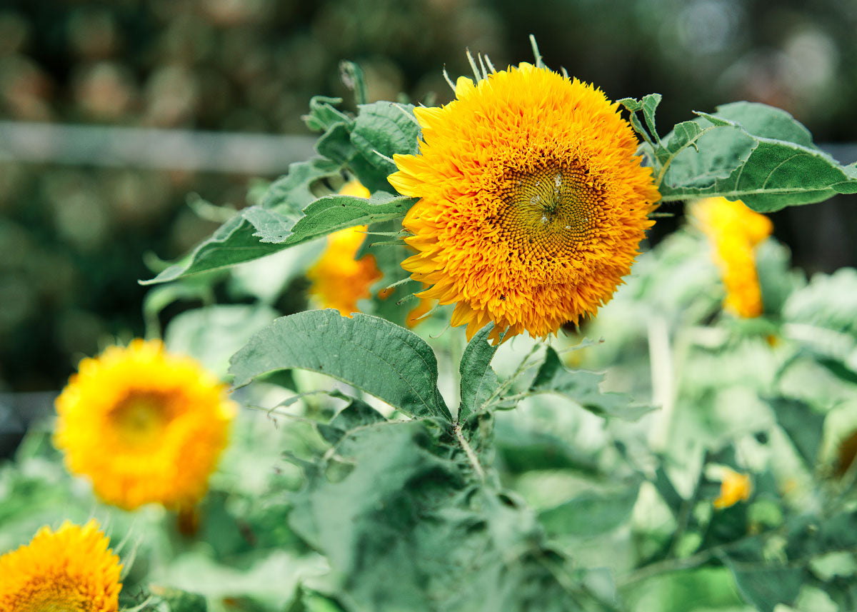 Flower Seeds_Sunflower_Teddy Bear_Bucktown Seed Company-03