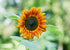 Flower Seeds_Autumn Beauty Sunflower_Bucktown Seed Company-01
