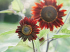 Two Chocolate Cherry sunflowers with deep burgundy-red petals and dark centers blooming in a sunny garden.