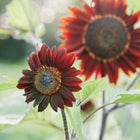 Two Chocolate Cherry sunflowers with deep burgundy-red petals and dark centers blooming in a sunny garden.
