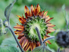 Back view of a Chocolate Cherry sunflower bloom with deep burgundy petals and a fuzzy green stem.