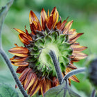 Back view of a Chocolate Cherry sunflower bloom with deep burgundy petals and a fuzzy green stem.