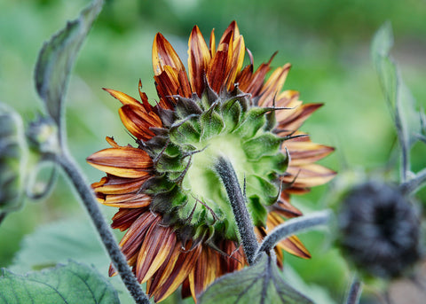 Flower Seeds_Chocolate Cherry Sunflower_Bucktown Seed Company-02