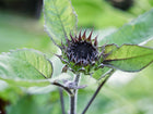A dark, unopened Chocolate Cherry sunflower bud surrounded by vibrant green leaves.
