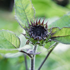 A dark, unopened Chocolate Cherry sunflower bud surrounded by vibrant green leaves.