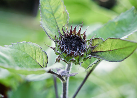 Flower Seeds_Chocolate Cherry Sunflower_Bucktown Seed Company-03