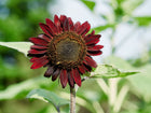 Chocolate Cherry sunflower with deep burgundy-red petals and a dark center blooming in a garden.