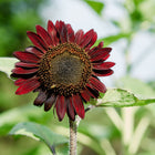 Chocolate Cherry sunflower with deep burgundy-red petals and a dark center blooming in a garden.