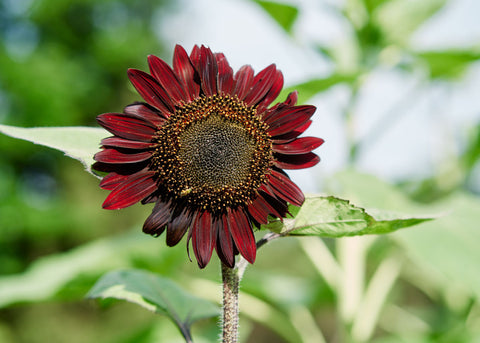 Flower Seeds_Chocolate Cherry Sunflower_Bucktown Seed Company-04