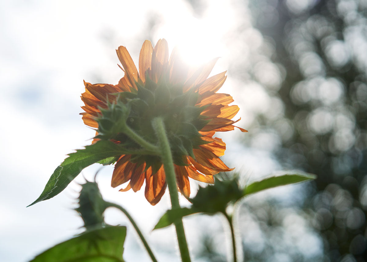Flower Seeds_Evening Sun Sunflower_Bucktown Seed Company-02