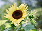 Lemon Queen sunflower with soft yellow petals and a dark brown center blooming in a garden.