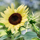 Lemon Queen sunflower with soft yellow petals and a dark brown center blooming in a garden.
